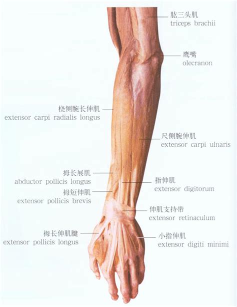 手臂下面叫什麼|手臂:手臂指人的上肢，肩膀以下、手腕以上的部位。。